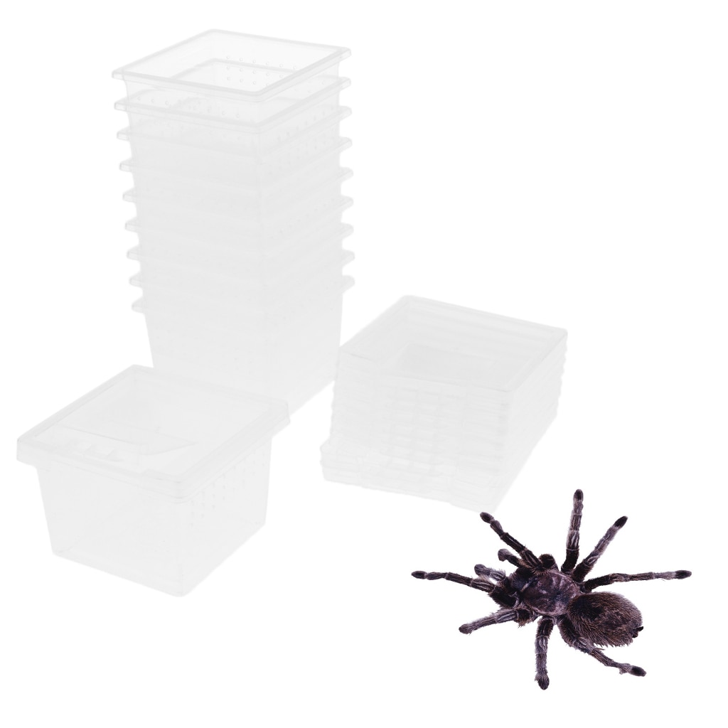 10 Pcs Reptiel Fokkerij Doos Acryl Voerbox Voor Spider Hagedis Schorpioen