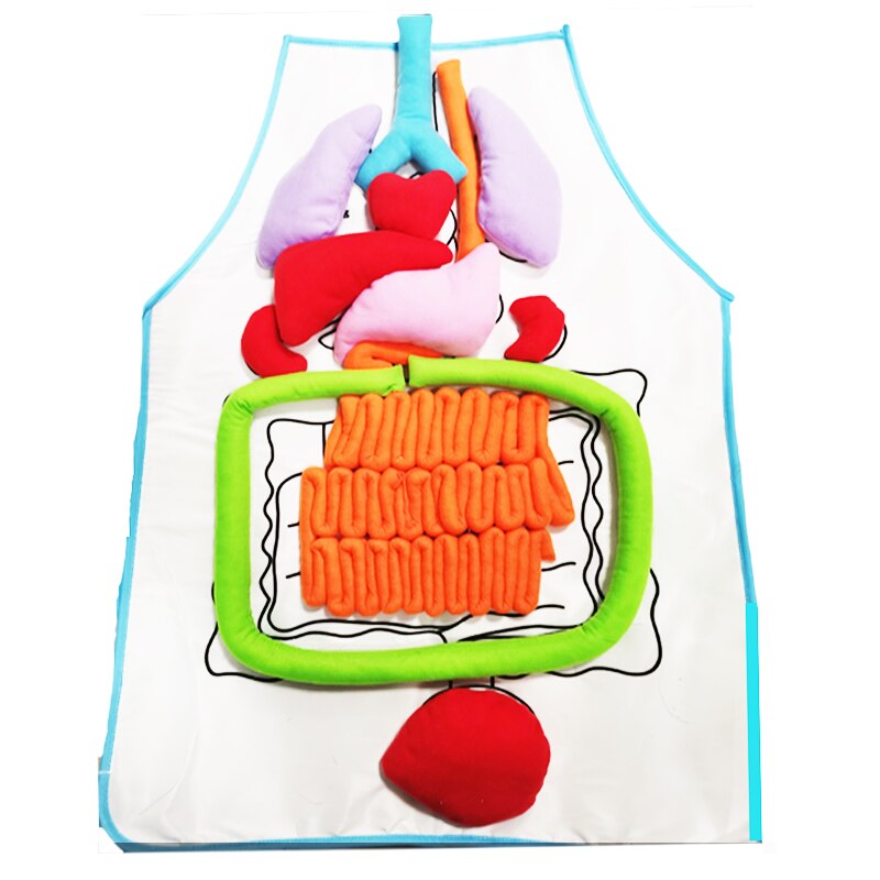 Anatomy Apron Human Body Organs Educational Insights Human Organs Home Apron Aids Toys For Children Body Teaching