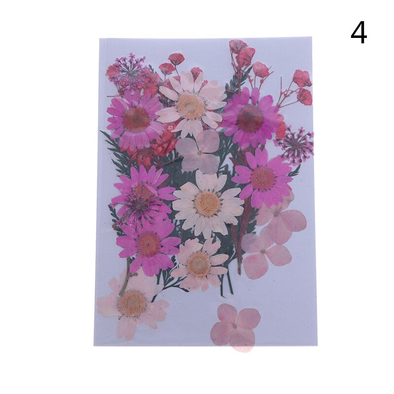 Dried Flowers specimen Pressed Scrapbook Bookmark Card DIY Art Craft Decor: 4