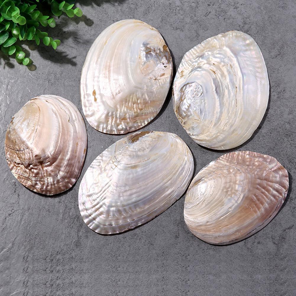 Concha de abulón Natural, conchas de mar grandes, decoración Náutica para el hogar, jabonera, bricolaje, paisaje para acuario, decoración de boda