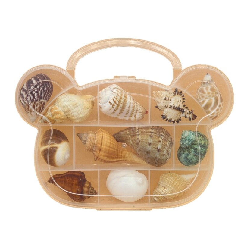 Natuurlijke Schelp Zeester Exemplaren Box Voor Kinderen Voorschoolse Mariene Biologie Populaire Wetenschap Decoratie Ambachten