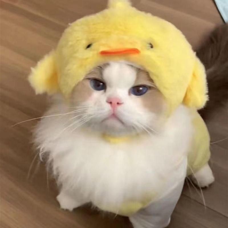 Lustiges Haustier-Stirnband, Plüschgarn, Katze, Hundekappe, Panda, Schwein, Haustier, warme Haustiermütze, KüKen, Cosplay, Zubehör, Kopfschmuck, Kostüm: Schwarz