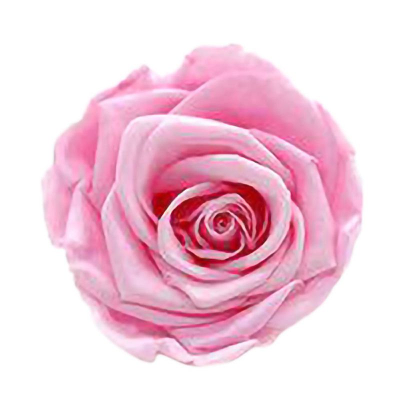 6 Roses Dried Flower Flower Head Eternal Flower B-class Wedding Family Decoration Valentine's Day Mother's Day: QP