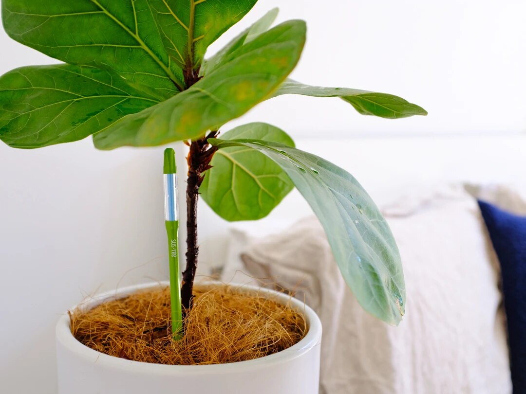 Sostee Aquameter, Sensor de humedad del suelo para plantas en macetas, comprobador de riego, sonda, (Blanco/verde, Grande/mediano/Pequeño, rellenable)
