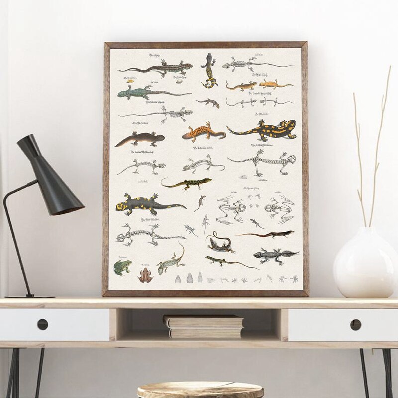 Hagedis Grafiek Prints Reptielen Natuurlijke Geschiedenis Educatief Poster Klaslokaal Decor Dier Zoölogie Poster Kraftpapier