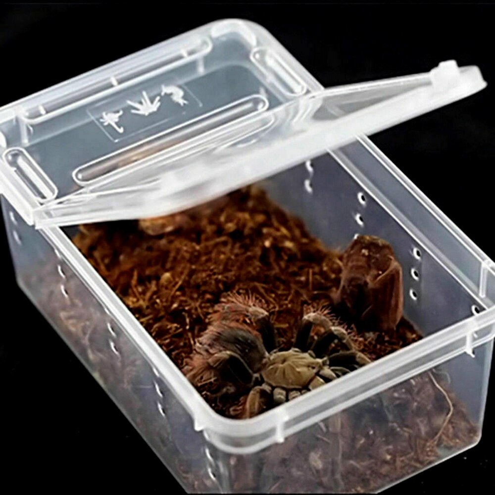 Transparent Plastic Box Insect Reptile Reptile Feeding Box Terrarium Clear Breeding Live Food Feeding Hatching Container