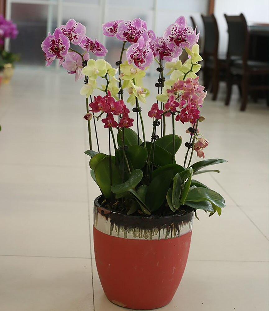 100 stykker plast orkidé klip planter støtte klip have tomat trellis klip phalaenopsis klip blomst veggie vin/stængel klips