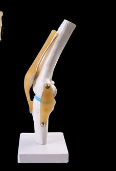 Staccabile ginocchio modello handt/piede/piede/spalla/anca modello di insegnamento: knee