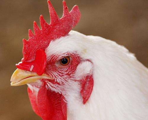 50 pcs poultry band bolt chicken glasses Chicken management device Pigeon Quail goggles Anti-pecking glasses Chicken supplies