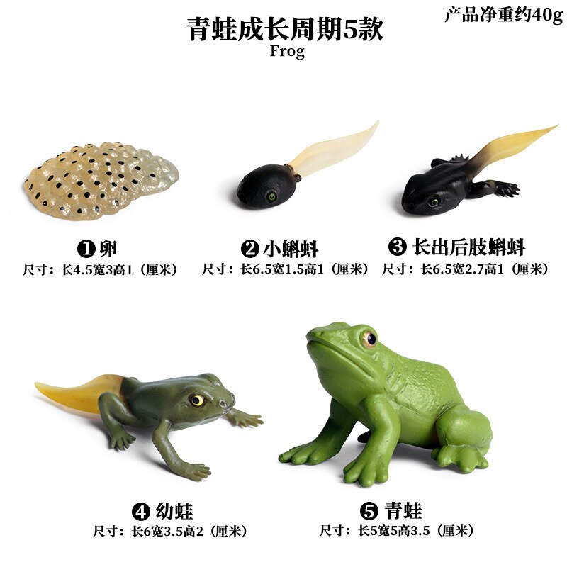 Simulatie Amfibie Dieren Kikker Levensduur Stadia Actiefiguren Kikkervisje Bullfrog Toad Model Collection Educatief Speelgoed: sets 5pcs