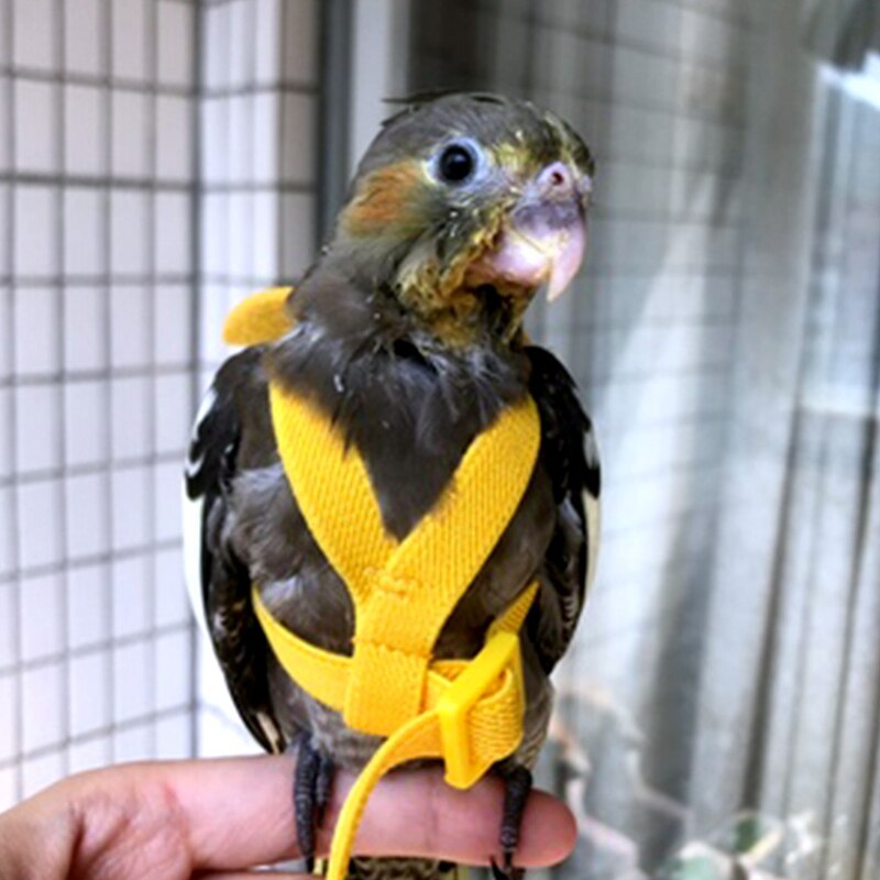 Pioen Xuanfeng Weinig Zon Papegaai Vliegende Vliegende Touw Wandelen Vogel Riem Touw Ultra Light Out Sleepkabel