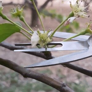 Double-edged Fruit Picking Scissors Garden Pruner Shears Citrus Tree Flower Cultivating Solid Snip