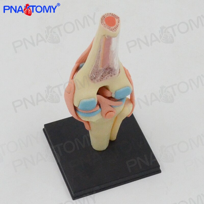 4D MASTER Detachable knee joint model Anatomy bone ligament meniscus knee human intelligence DIY
