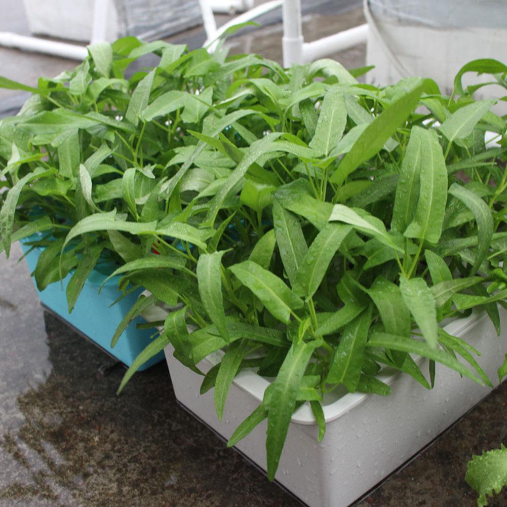 LanLan 24 Gaten Site Hydrocultuur Doos Kit voor Plantenbakken Zaailing Groenten Groeiende