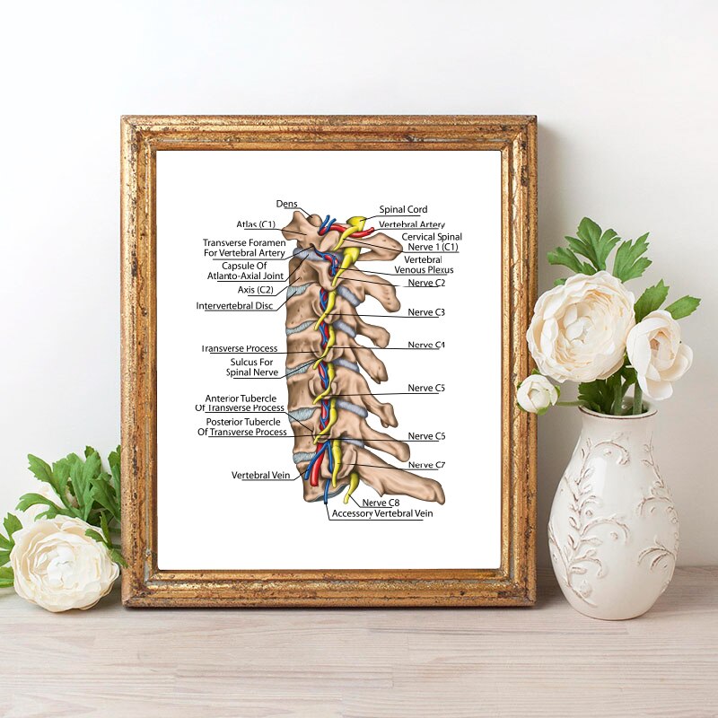 Human Spinal Nerve and Vertebral Artery Diagram Prints Medicine Education Poster Doctor Office Wall Art Decor: 42x30cm No Frame