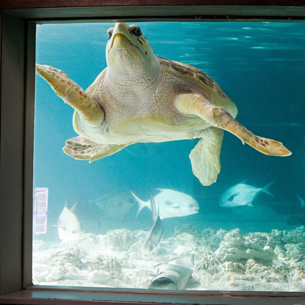 Fish Hatchery Breeding Box Aquarium Home Fish Isolation Box Fish Tank Breeder