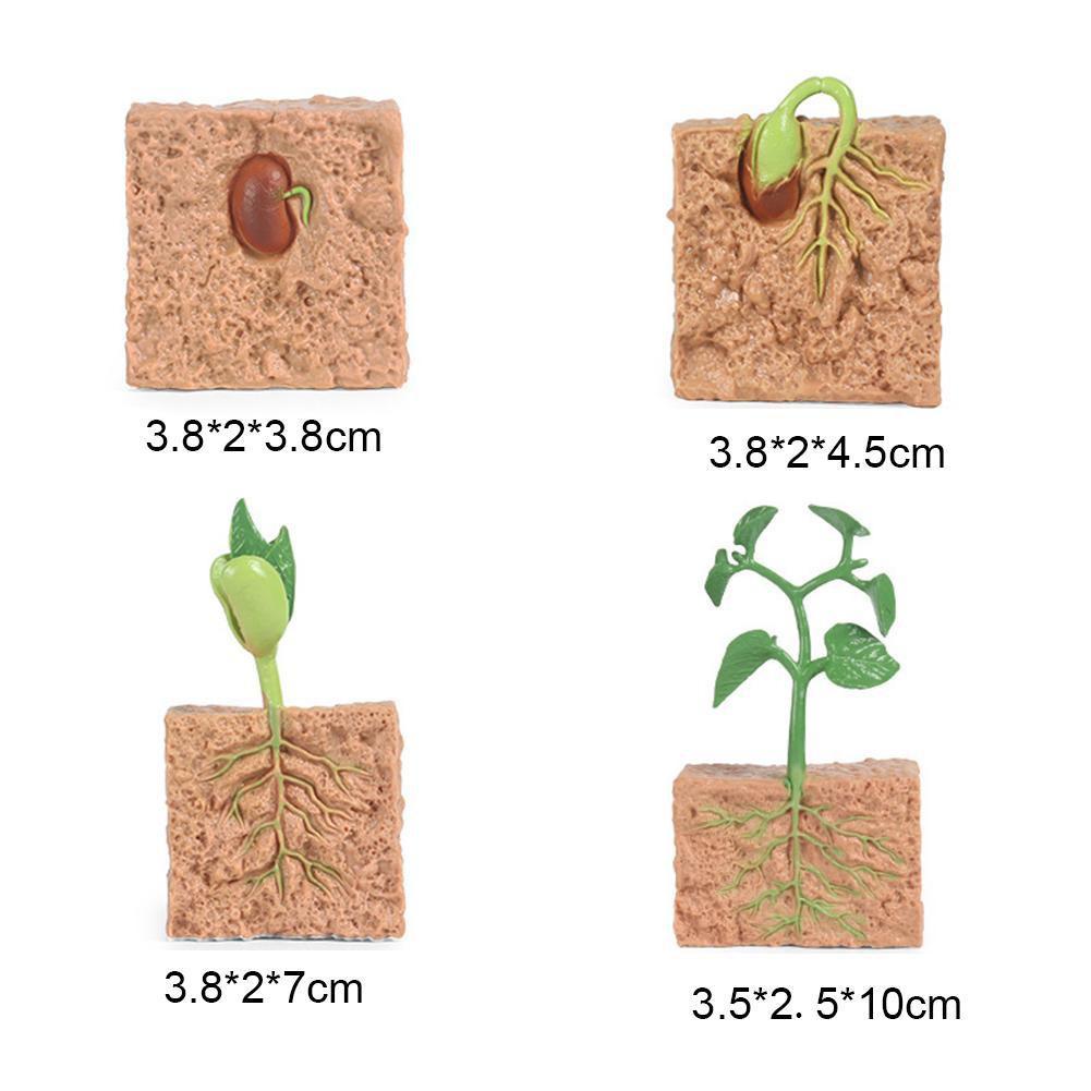 Simulazione modello di pianta Mini ciclo di crescita dei semi giocattolo modello di semi Set regali cognitivi speciali crescita giocattoli per bambini ciclo V4C8: Default Title