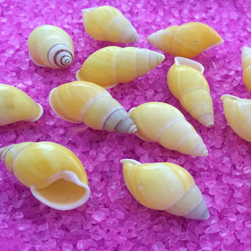 3-4cm natuurlijke cspecimens schroef shell conch decorationcollection shell gold mini schelpen schelpen mini schelpen slak shell