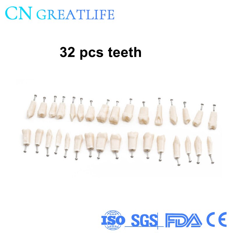 Good Typodont Teeth Model Practical False Dental Teeth Model Teeth Model for Studying: 32pcs teeth