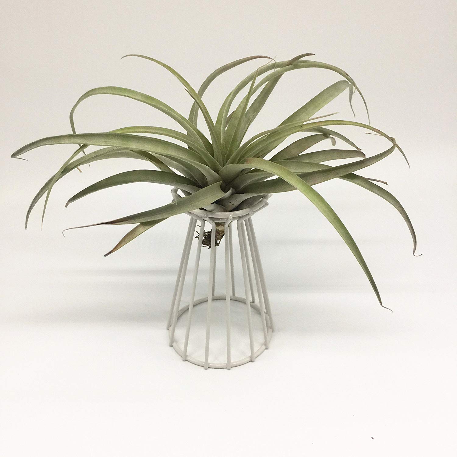 Schmiedeeisen Halterung Luft Ananas Pflanze Stand Basis Eisen Handwerk Anlage Vergossen Blume kontinental