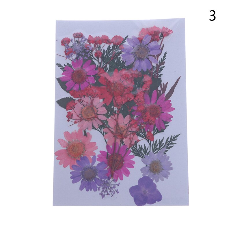 Dried Flowers specimen Pressed Scrapbook Bookmark Card DIY Art Craft Decor: 3