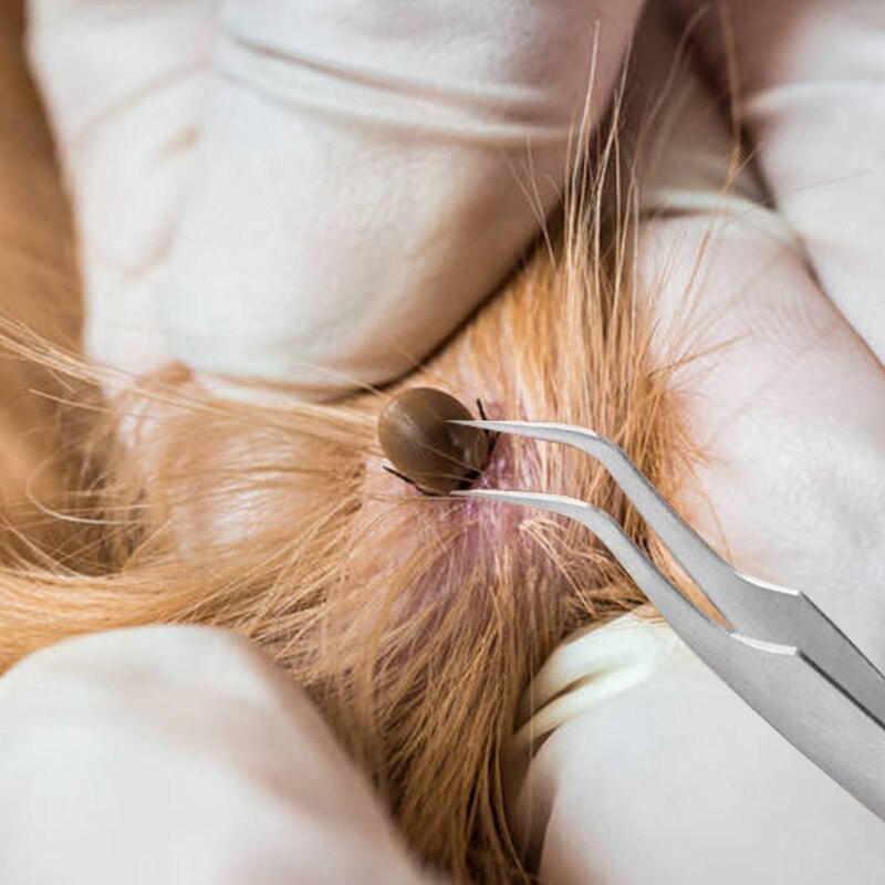 2 In 1 Stainless Steel Tick Tweezers Quick Tick Removal Tool for Cat Dog People Pet Supplies Dog Tick Removal