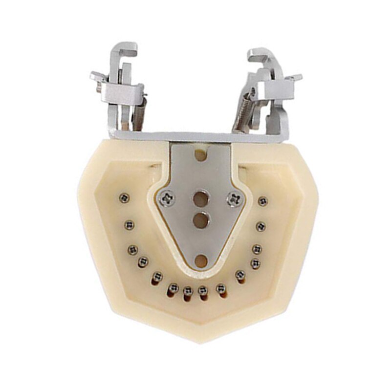 Teaching Model Teeth Model for Dentist to Communicate with Patients Standard Teeth Models with 28 Teeth and Soft Gum