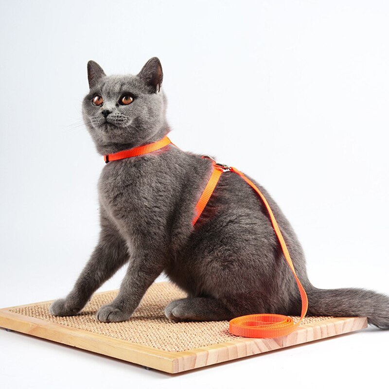 9 Kleuren Verstelbare Kat Leash Set Nylon Pet Kat Riemen Touw Voor Puppies Lopen Borstband Pet Product