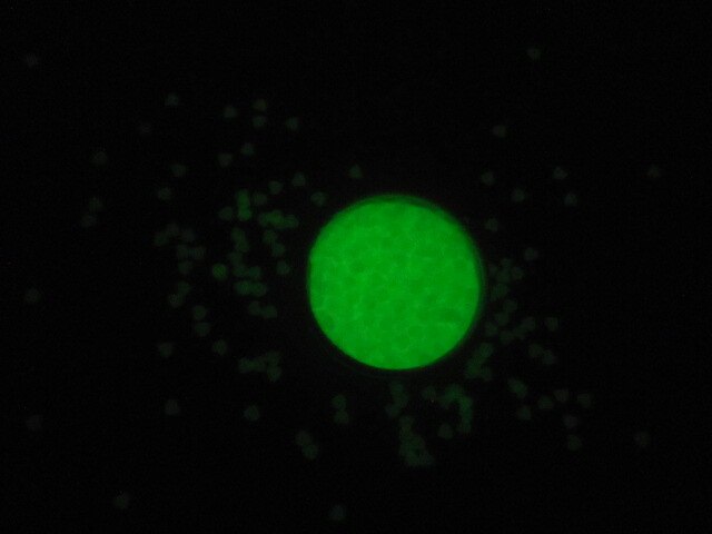 3mm Glow in dark Hart Sequin Glitter Noctilucent Glitter