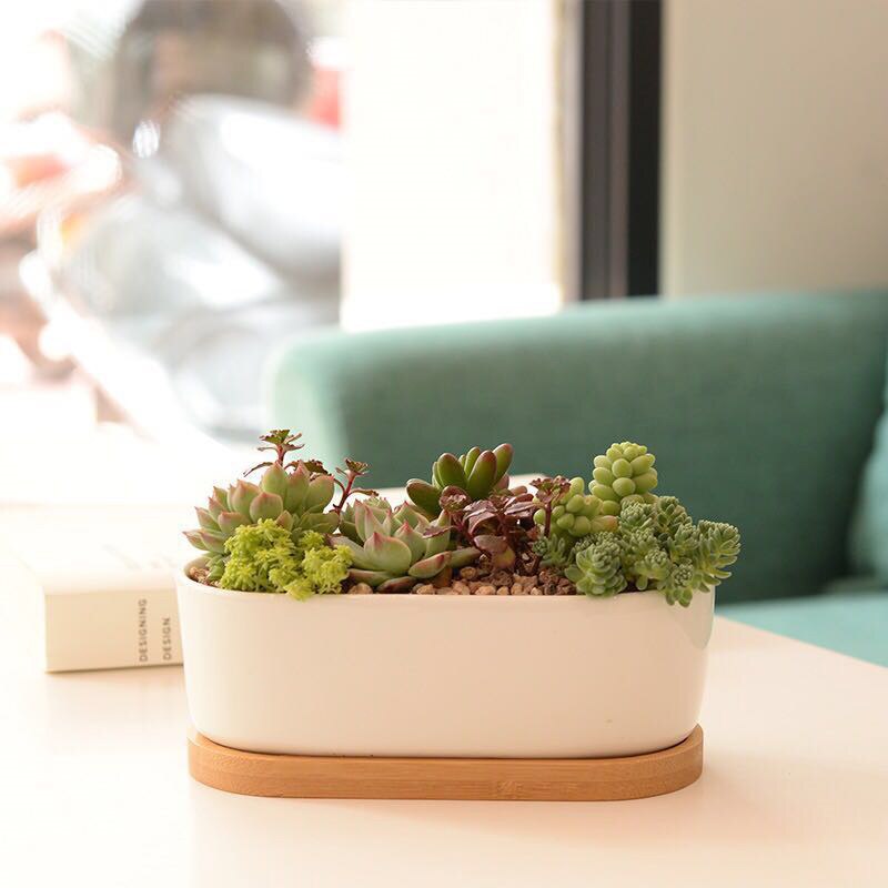 Hvid porcelæn sukkulenter potte grønne planter urtepotte med bambus bakke kontor bordplade planter kortfattet vase boligindretning