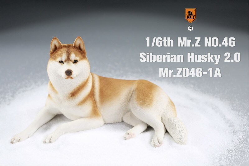 Herr.Z &Ampere; Xmmos Maßstechen 1:6 sibirisch heiser 2,0 Hund Haustier Heilung Figur Huskie Ebene Modell Spielzeug Sammler Dekoration Art: Herr.Z 046-1A