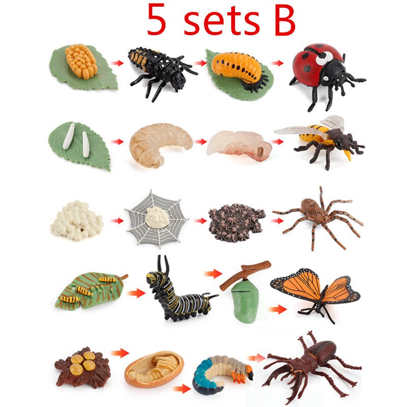 10 Sets Animal Life Growth Cycle Simulation Model Bee Ladybird Spider Bettle Butterfly Biology Nature Learning Toys: 5 sets B