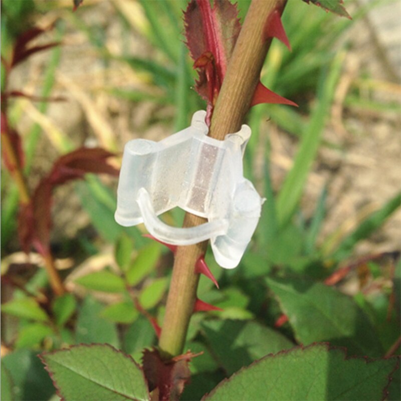 Pinzas para Injerto de frutas y verduras, herramientas para plántulas de plantas de jardín, 100 Uds.
