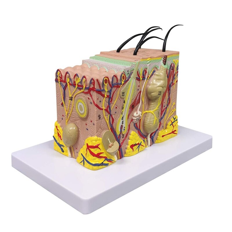 Skin Model, 35X Vergroot Anatomisch Model Anatomie Voor Science Classroom Studie Display Onderwijs Model