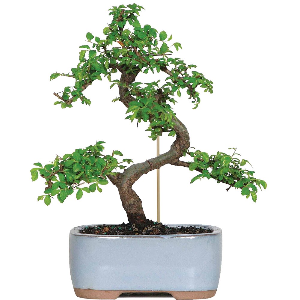 50pcs Inserted Plant Growth Support Rod Solid Gardening Tools Office Indoor Outdoor Planting Natural Bamboo Stakes Universal DIY