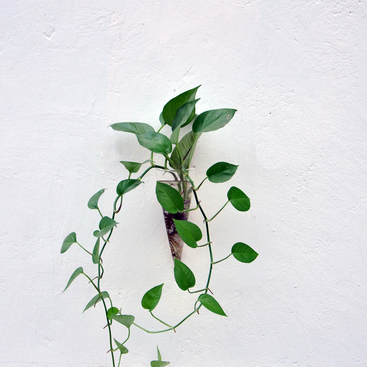 1Piece Hanging Glass DIY Bottle Pot Flower Plant Vase High Borosilicate Container Cone Shape