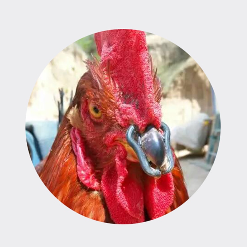 100 pièces anneau de bouche de poulet Alternatives aux verres de poulet grand 35mm petit 30mm Cage pondant poule faisan grand coq