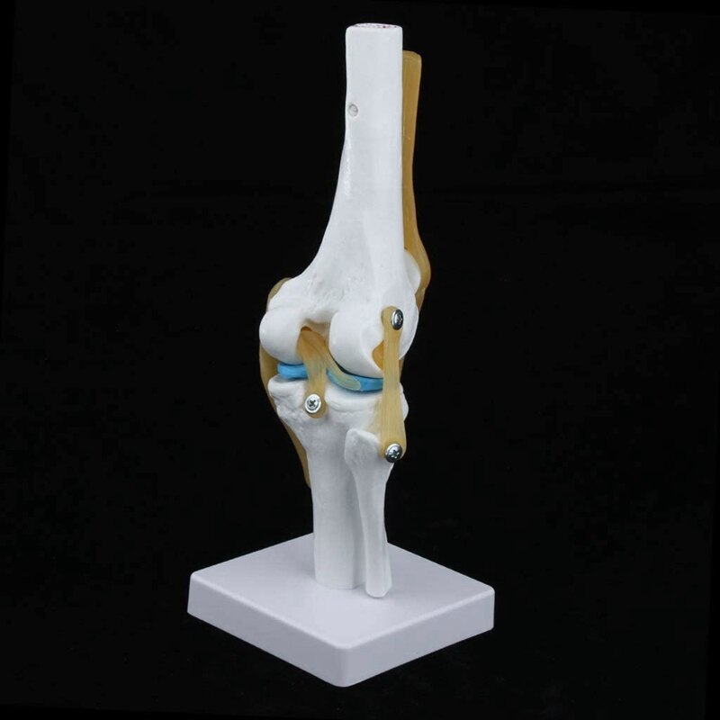 1:1 Levensgrote Knie Anatomisch Model (Menselijk Functionele Knie Ligament Model)