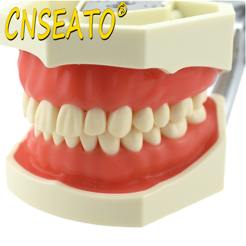 Dental Model Training Typodont Teeth Model With Removable Teeth Standard Teaching Gum Study Dentistry Demonstration Replacement
