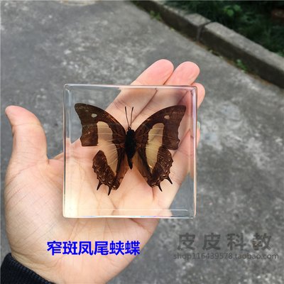 Animal Specimen Onderwijs Kinderen Speelgoed Dier Vlinder Hars Specimen Amber Goederen Van Voor Display Eerder Dan Voor Dragonfly