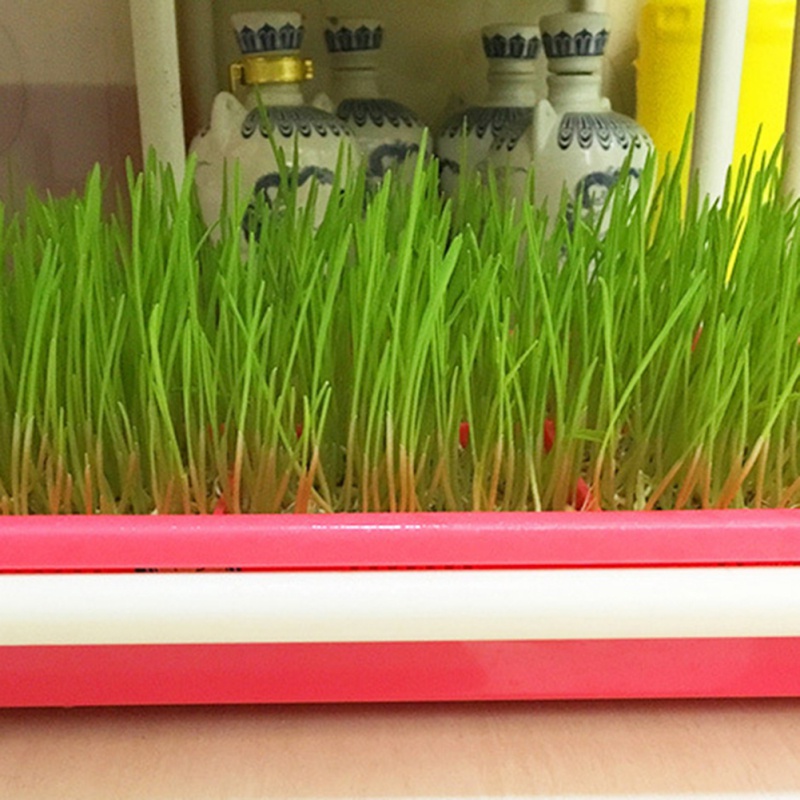 Sprouter Nursery Tray Double-layer Soilless Culture Beans Hydroponic Nursery Tray Garden Supplies Hidroponia Seedling Trays