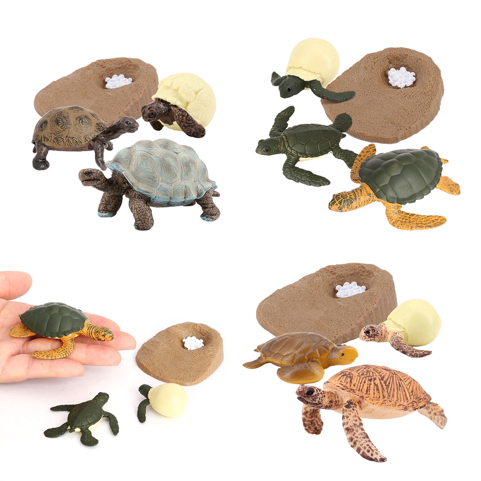Modèle de Cycle de vie de tortue de mer 4 étape de croissance jouets de biologie Cognitive d'éducation d'enfants