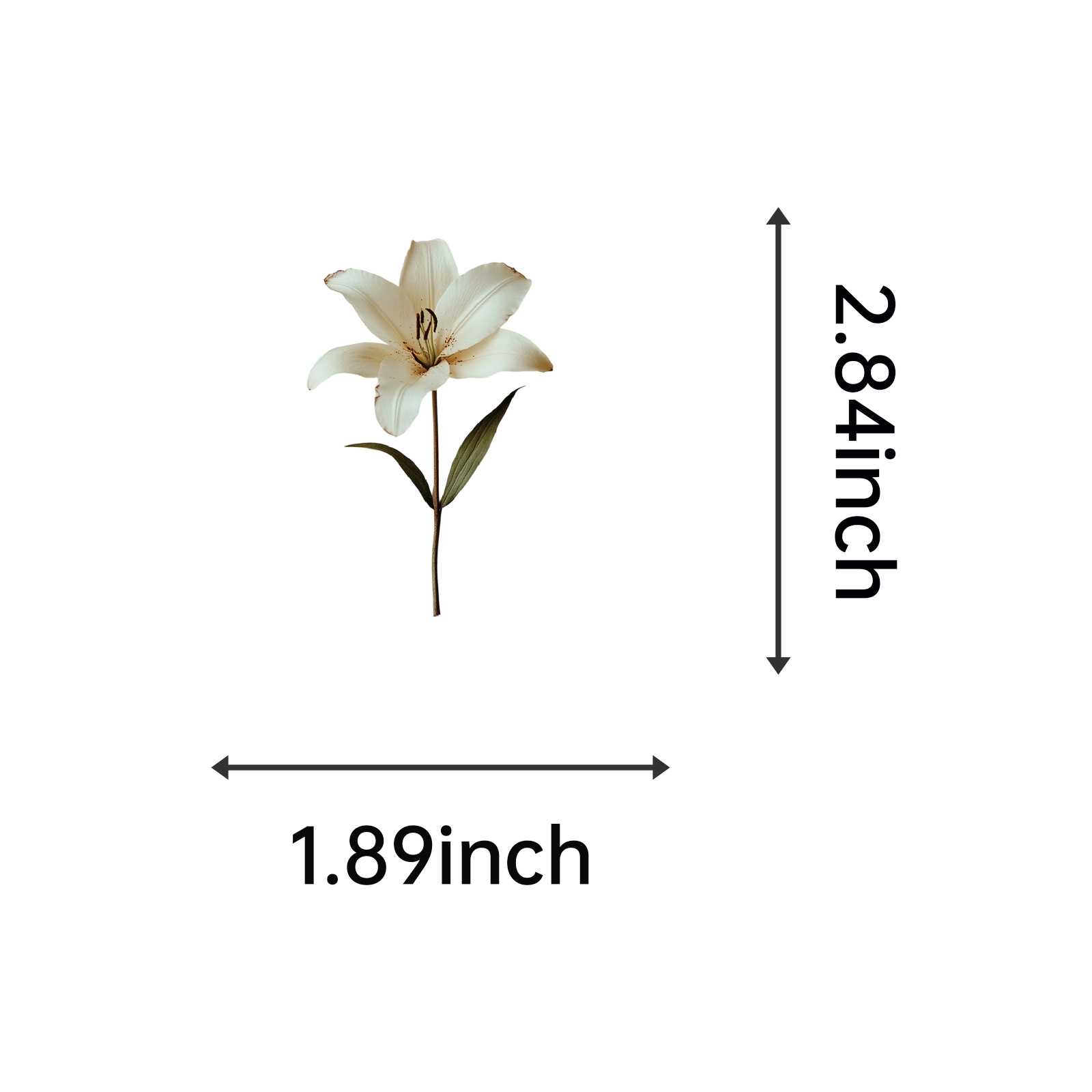 50Pcs Cute Plant Stickers Plant Specimen Decals For Phone Laptop Suitcase Notebook Skateboard Waterproof Sticker