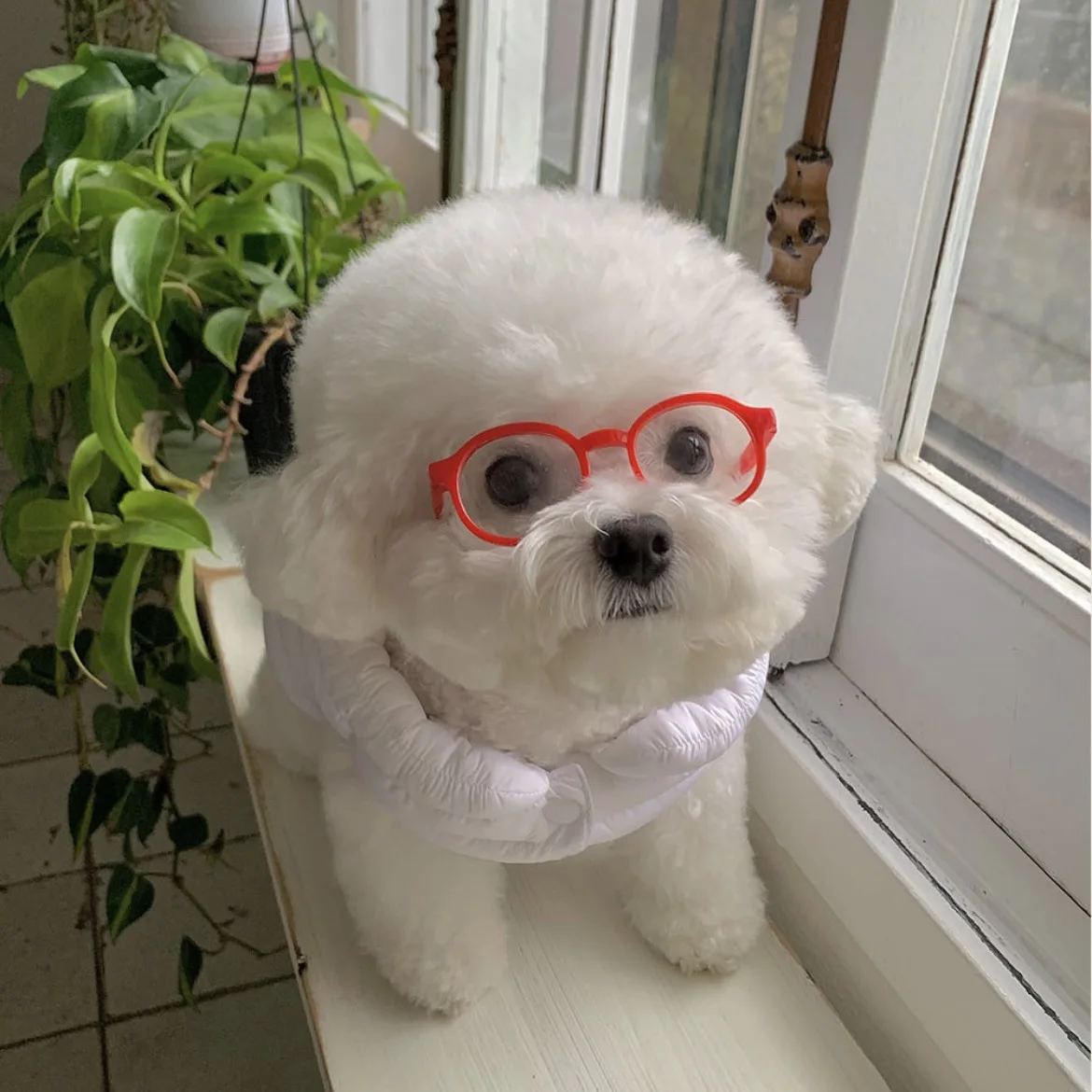 Nuevas gafas de sol Instagram para perros y gatos, gafas bonitas para perros, accesorios de decoración para mascotas de Halloween, accesorios para mascotas: Azul