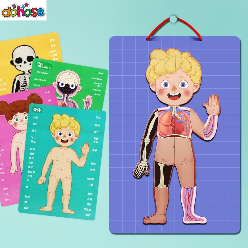 Carte di cognizione del corpo magnete Puzzle divertimento biologia scienza giocattoli educativi per l&#39;apprendimento precoce per bambini regalo di compleanno