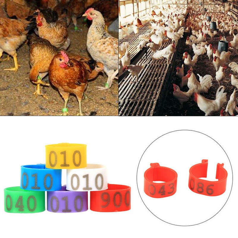 300pcs Inner Diameter 16mm 20mm Clip On Leg Band Rings Chickens Ducks Hens Poultry Pigeon Carry Ring With Text Parrot Leg Rings