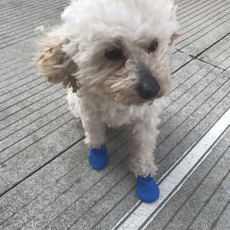 4Pcs Pet Hond Rubber Waterdichte Schoen Cover Pet Sokken Voet Cover Non Slip Outdoor Puppies Regen Schoenen Pet Poot protectors