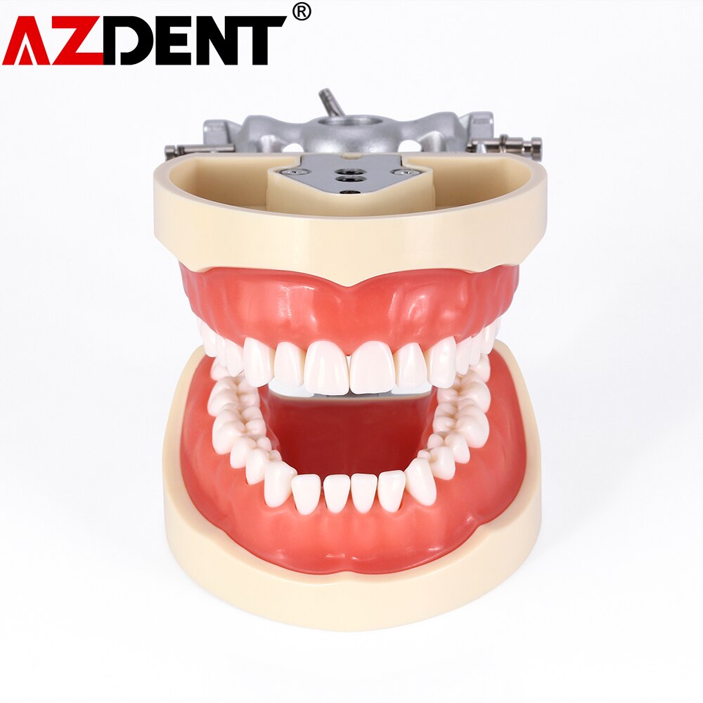 Azdent Dental Typodont Teaching Teeth Model With Removable Standard 32 Pcs Screw-in Teeths Demonstration