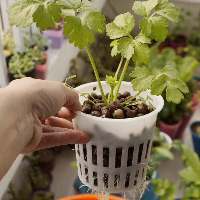 Net Pot 70mm 50pcs Hydroponic Aquaponics Soilless Culture Vertical Farm Basket Mesh Pot Greenhouse Organic Vegetable