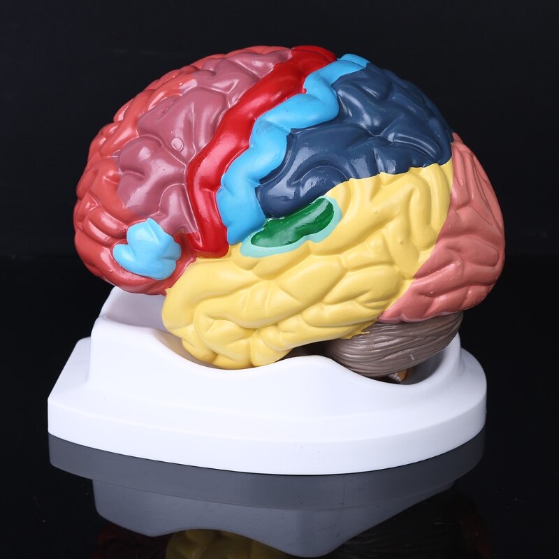 Life Size Human Brain Functional Area Model Anatomy for Science Classroom Study Display Teaching